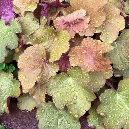 image767