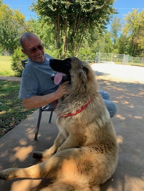 Maddox is now 10 months old and getting bigger everyday. Bred from Russian Champions,