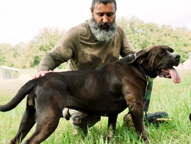 Dog trainer is giving dog affection for Balanced dog training and positive enforcement.
