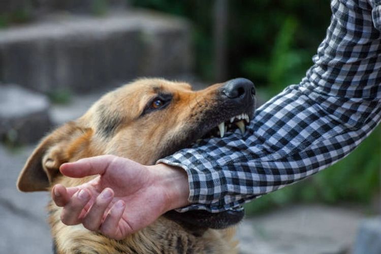 Aggressive dog attacking a hand.
