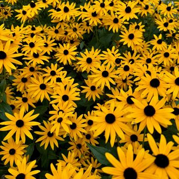 Bright yellow flowers with dark centers densely covering the area.