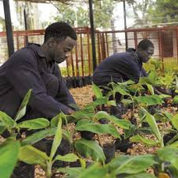 Madlyn Cazalis  fait la promotion de l'industrie et de l'agriculture africaine.