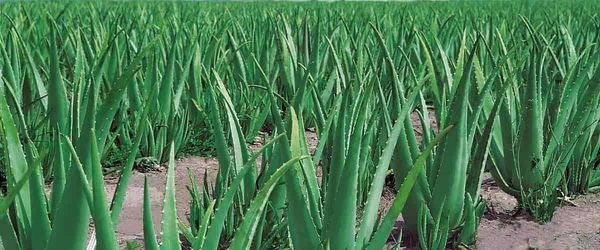 Madlyn Cazalis Group produit également depuis 2023 son propre Aloe Vera.
