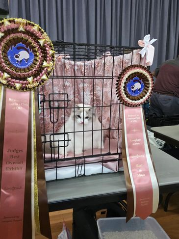 Reverence Winters Heart (Winnie) winning Best in Show at a Queensland cat show for Kimaya Ragdolls