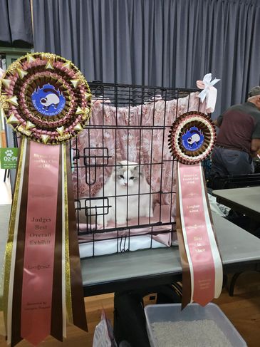 Reverence Winters Heart (Winnie) winning Best in Show at a Queensland cat show for Kimaya Ragdolls