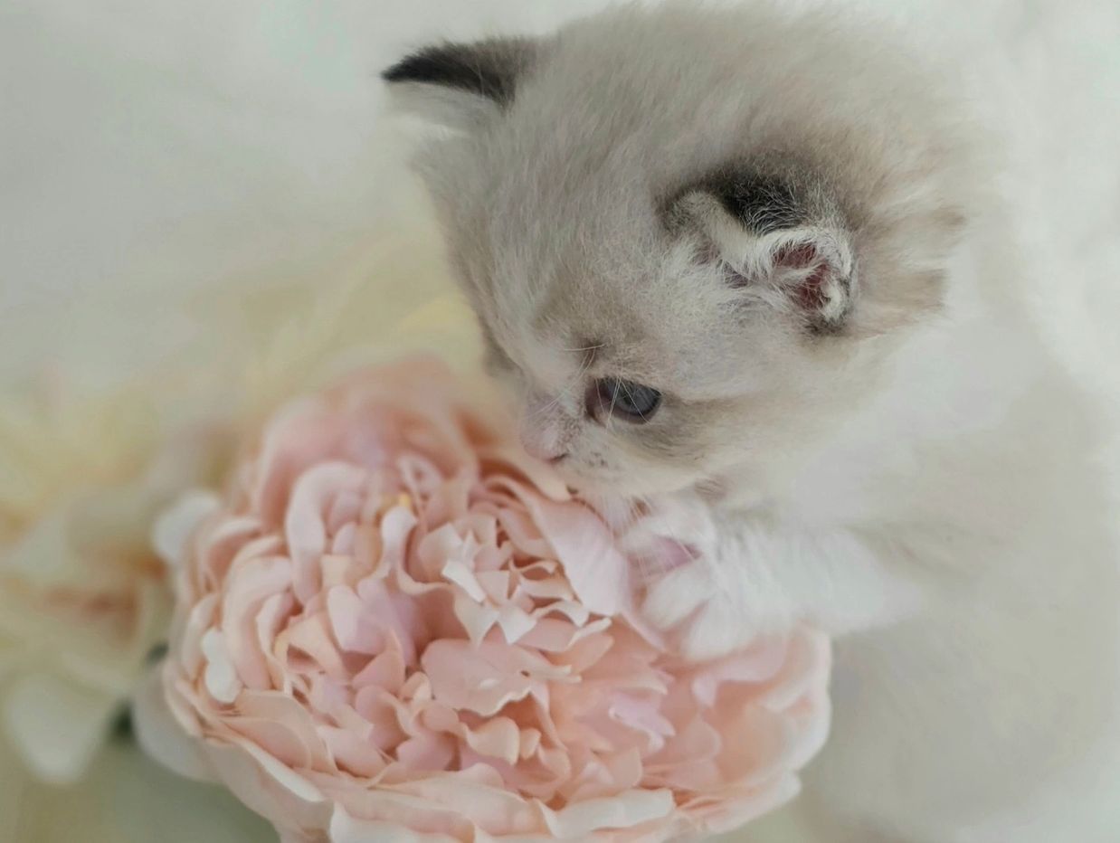 Blue eyed Ragdoll kitten posed on a flower at Kimaya Ragdolls