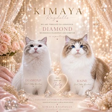 Diamond and Raine birth announcement for their three Ragdoll kittens at Kimaya Ragdolls, Sunshine Co