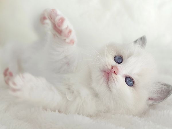 Ragdoll kitten with blue eyes at Kimaya Ragdolls, Sunshine Coast Queensland