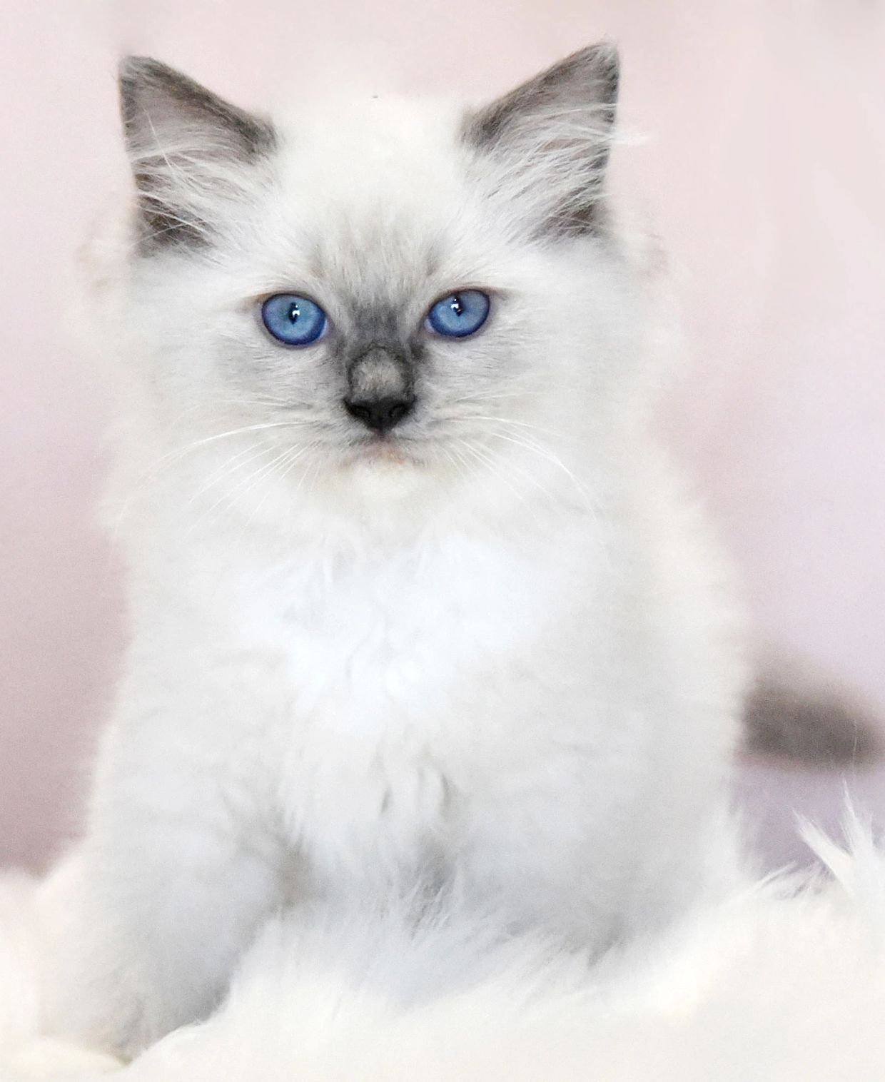 Kimaya Keep My Promise as a young blue mitted Ragdoll kitten at Kimaya Ragdolls