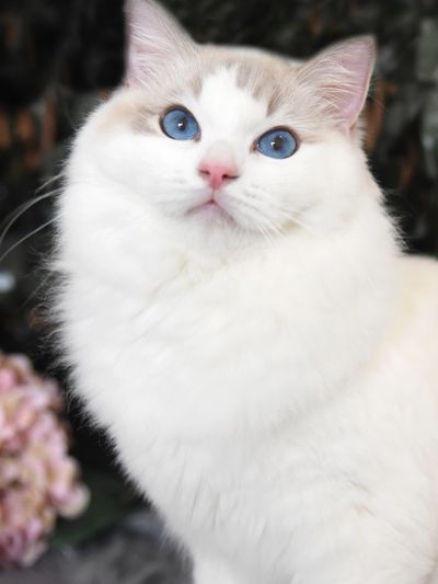 Kimaya Secret Sass (Sassy), blue tabby bicolour Ragdoll queen at Kimaya Ragdolls
