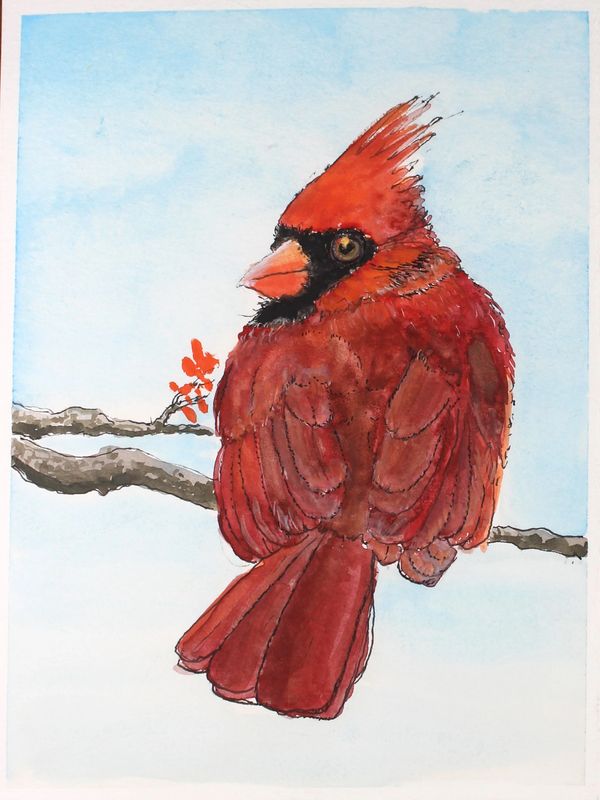 Cardinal on a limb