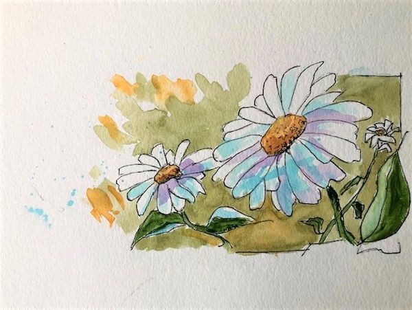 Daisies