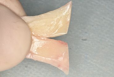 Close-up of a finger holding two translucent, moist fish fins.