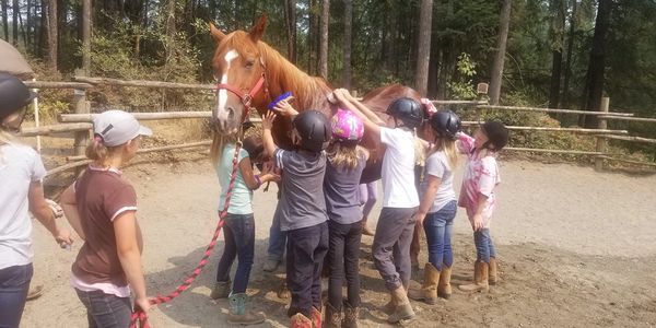 giving a horse a bath