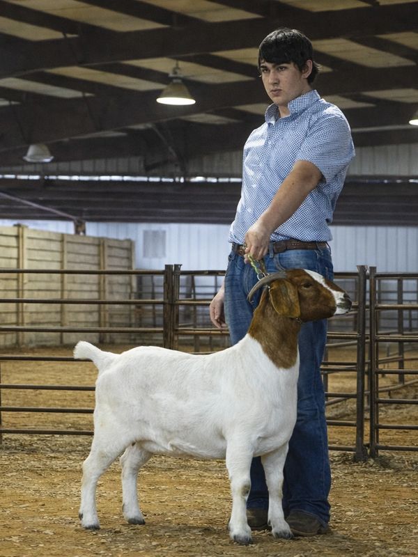 A young man in a blue shirt holding a goat in an indoor pen.
