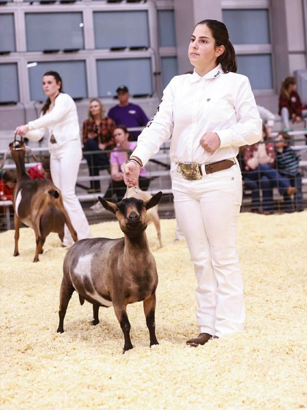 Young woman in white showing a goat at a livestock event.