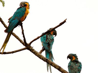 Blue-throated macaws