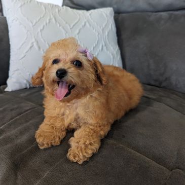 Cute toy poodle puppy 