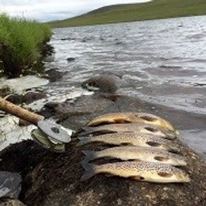 Freshly caught fish laid out on a rock by a lake shore.