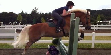 Haflinger pony and rider are jumping a fence during training. 