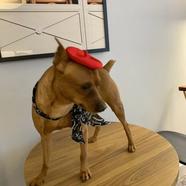 My iDot puppy, Kaleo.