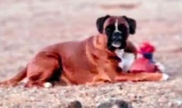 Fawn German Boxer female