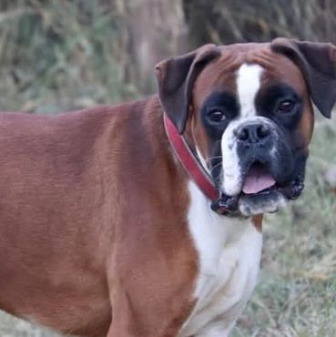 Boxer male