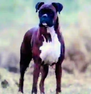Brindle Boxer female