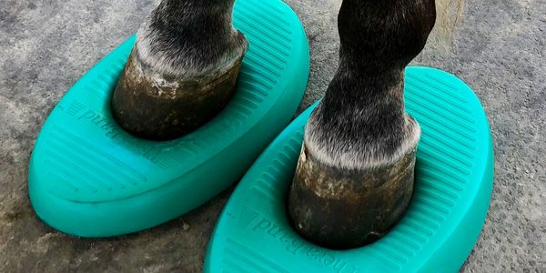 Equine Theraband Balance and Proprioceptive Training