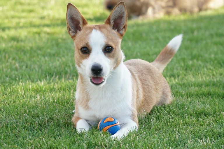 Portuguese Podengo