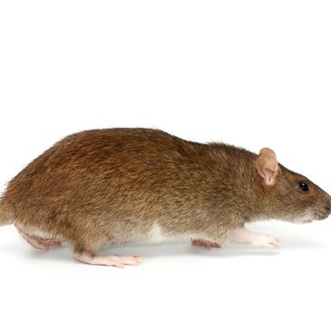 Norway Rat
