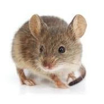 House Mouse
