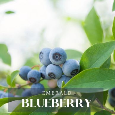 Emerald Blueberry
