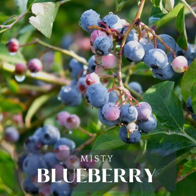Misty Blueberry