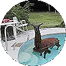 Heat & humidity kill llamas. Shear, shade, cool drinking water, fans save them.