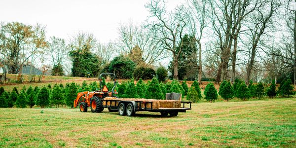 Wagon in field in Christmas tree farm