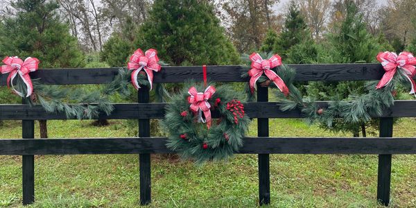 Choose and Cut Murray and Leland Cypress, White Pine, Virginia Pine, Norway and Blue Spruce Trees.