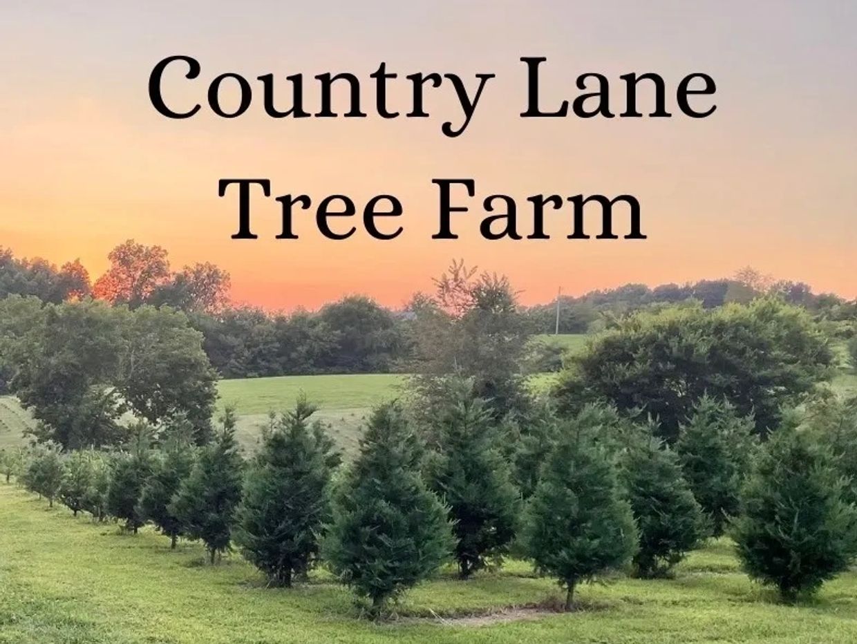 Choose and cut Christmas trees