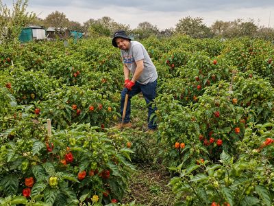 Man in chilli field