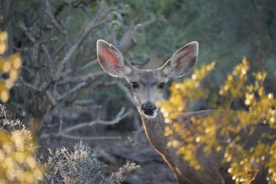 Arizona Mule Deer Doe