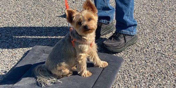 Yorkie during mat training