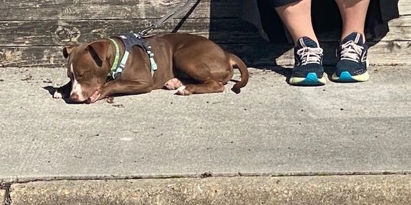 Pittie pup taking a rest during group class