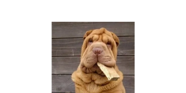 reactive Sharpei who did a lot of growing up during training
