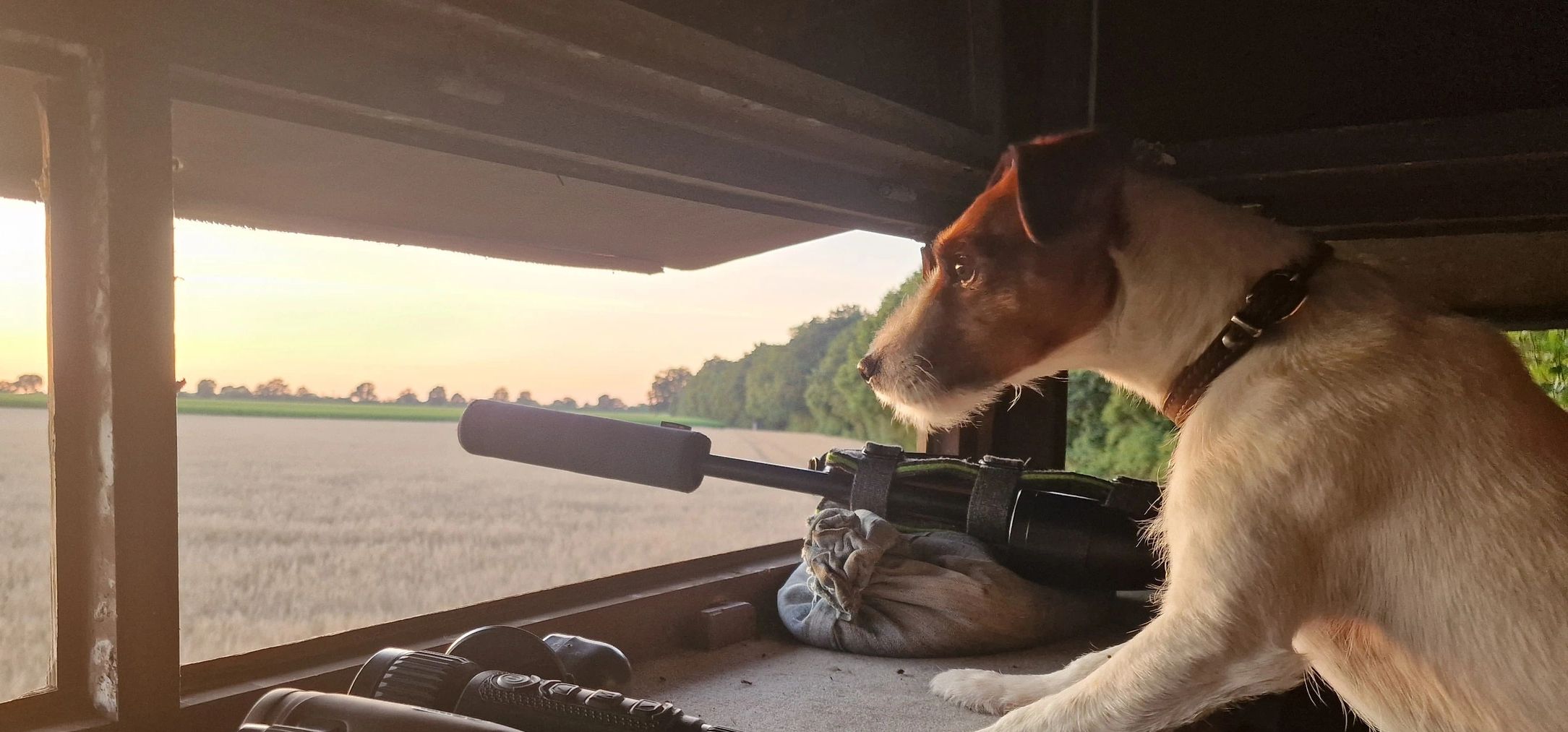 Jagdhund auf dem Ansitz im Lehrrevier der Jagdschule Heilmann bei Büchen