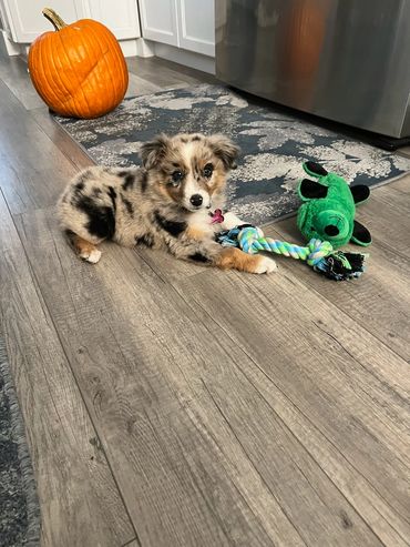 Blue Merle Australian Shepherd Puppy