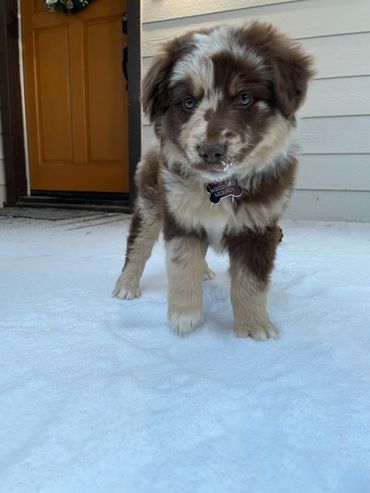 Red Merle Australian Shepherd Puppy