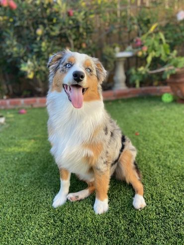 Blue merle Australian Shepherd
