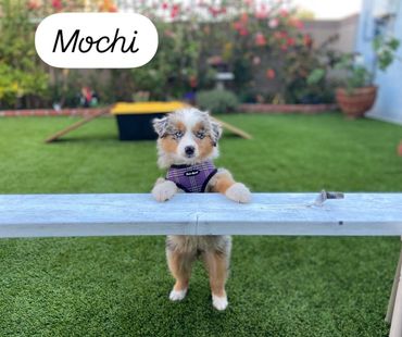 Blue merle Australian Shepherd