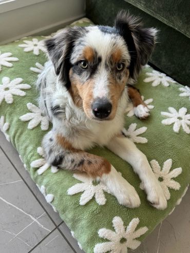 Blue Merle Australian Shepherd Puppy