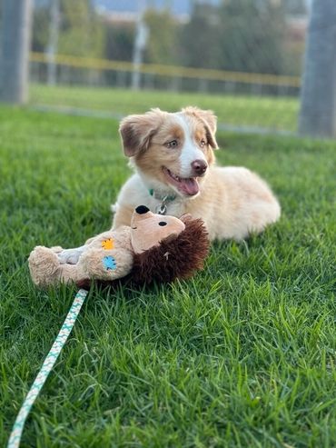 Red Merle Australian Shepherd Puppy